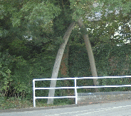 a pair of whalebones spanning the river 